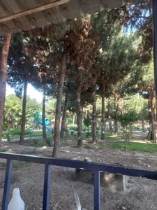 بوستان کاج 2