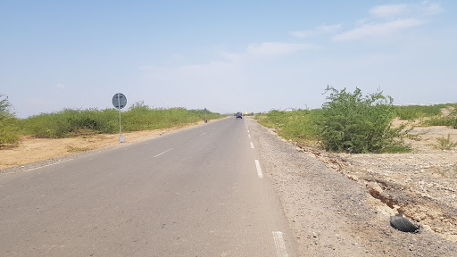 Damerjog