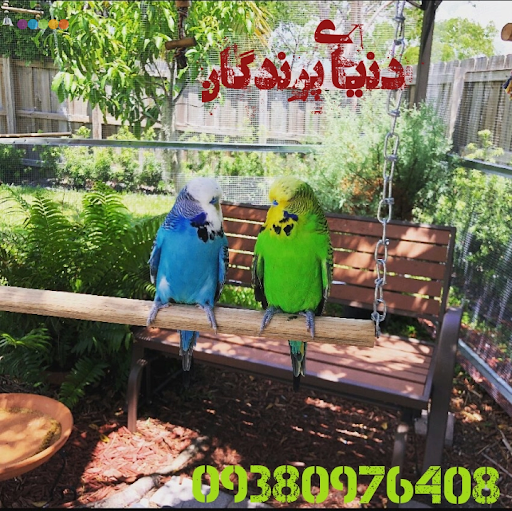 پرنده فروشی دنیای پرندگان
