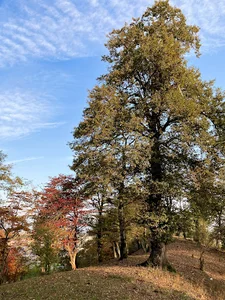 ویلا چمستان