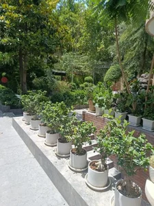 کافه دیدار 2