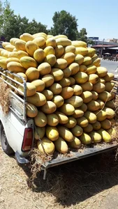 تره بار فروشی فتحی 4