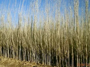 نهالستان طبیعت