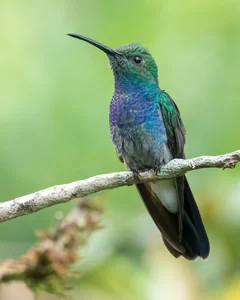 Kolibri