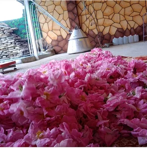 کارگاه گلاب گیری برادران ضرابی