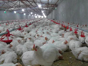 مرغدارگوشتی صنعتی توفیق احمدی نوره