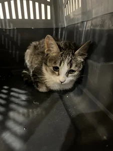 Zho pet clinic دامپزشکی ژو