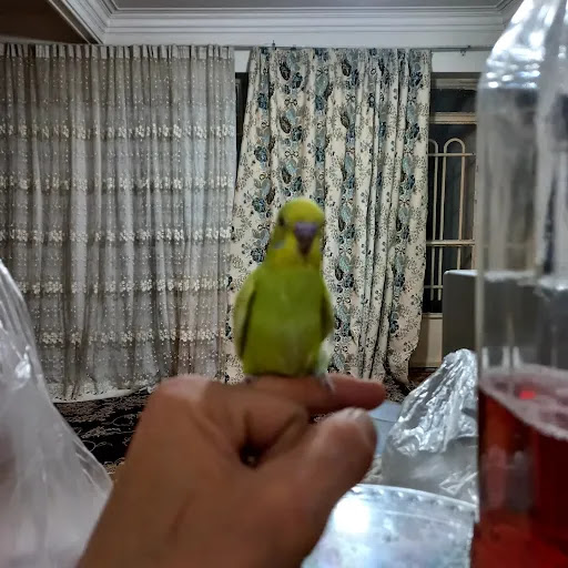 کاکوتل برتر