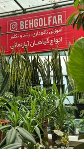 گیاهان آپارتمانی بهگل فر 4