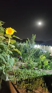 ️کافه باغ آفتابگردون