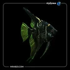 فروشگاه فلوریان
