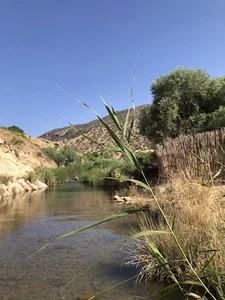 زرنه