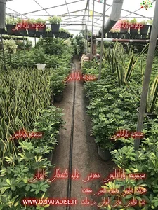 گل و گیاه حسنی