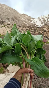 که لوو خازی