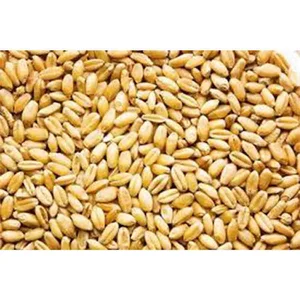 علافی صادقی