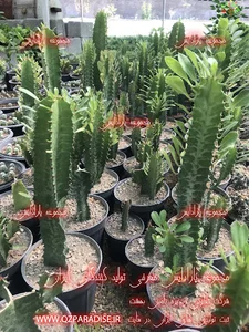 گلخانه تولید کاکتوس یاس