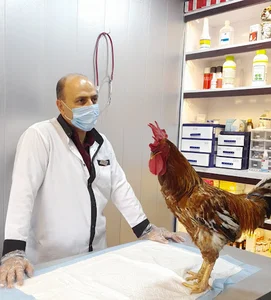 کلینیک دامپزشکی دکتر وحید شمس نصرتی