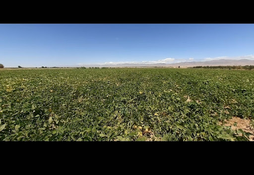 Salehi Brothers Farm(مزرعه برادران صالحی)
