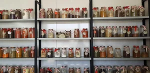 عطاری و کره گیری اورگانو 2