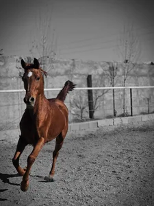 باشگاه سوارکاری نعل 3