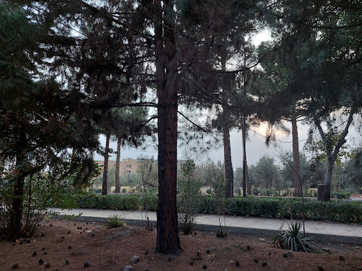 دانشگاه هنر