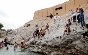 برنج چمپا میداوود و رامهرمزبامدیرت بوکان