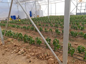 گلخانه عادل نیا