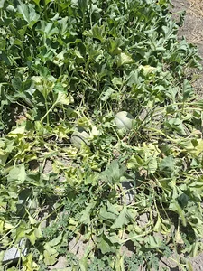 باغ حاج اکبر حاج مرتضی