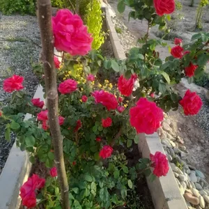 باغ آتش نشان مهربان