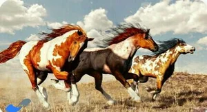مجموعه تفریحی وسوارکاری لوتوس 3