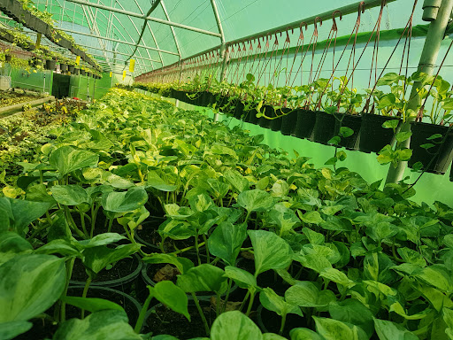Green farm Caspian