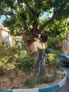 درخت توت قدیمی نیاوران