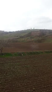 دامداری حسنعلی فرومدی دامداری