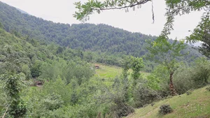 بالا لاسک