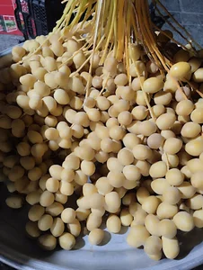 ایستگاه خرما و رطب خشت