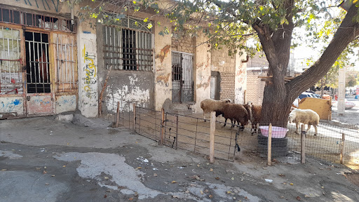 قصابی و دام زنده عزیزی