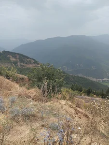 کافی نت دایموند