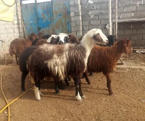 دامداری عبدی