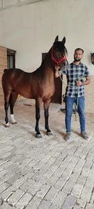 شهرستان دره شهر