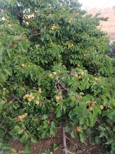 مجتمع پرورش ماهی گلعذاري