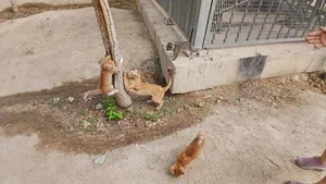 فضای سبز 4