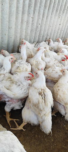 مرغ زنده رئیسی