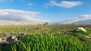 کشتزار های احمد آباد