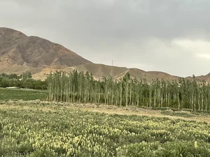 جلگه هشتادان