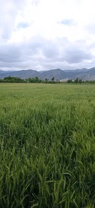 مزرعه مسیر روستای آبگرم
