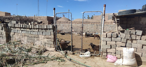 گوسفندداری و گاوداری حسن باقری