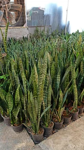 گلخانه رشیدی