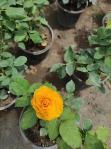 گنجینه گل و گیاه پارسا