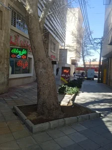 دکتر فدرا یوسف پور