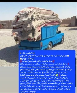قالیشویی نگار شهریار و اندیشه 4
